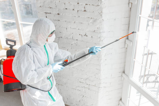 Best Attic Mold Removal in USA